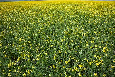 战术策略类肉鸽自走棋游戏《将熄之焰》1.0版现已正式推出 获特别好评